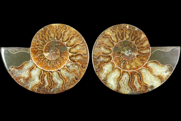Sliced Ammonite Fossil - Agatized #125027